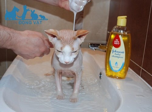 tắm cho mèo nhân sư