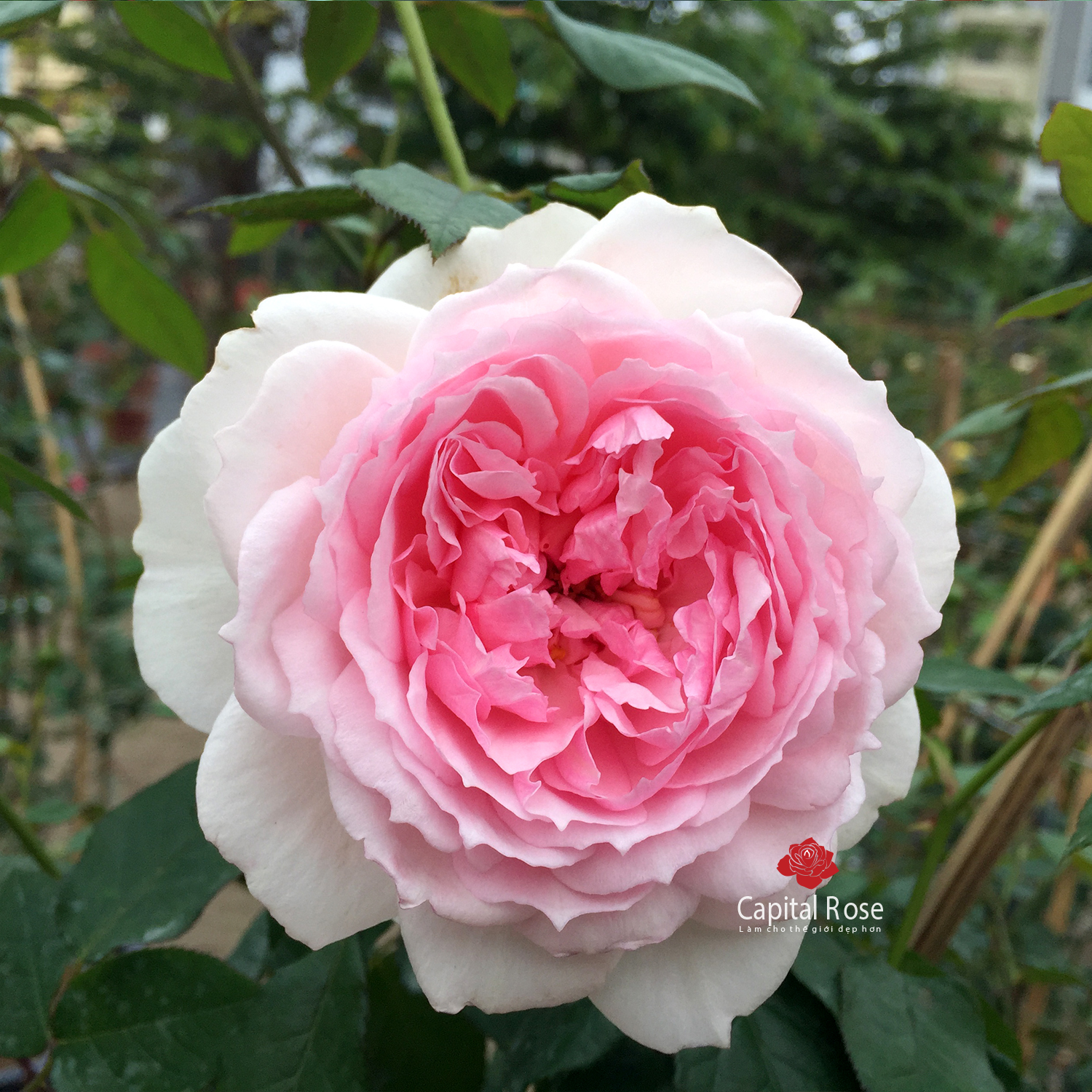 Hoa hồng The Wedgwood rose