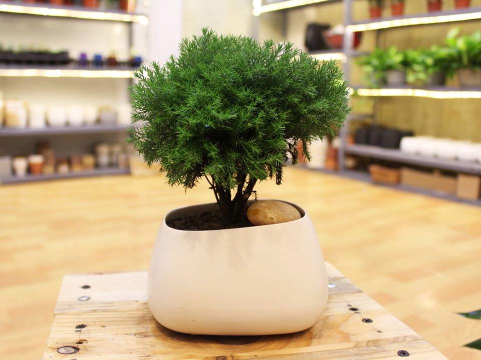 tung bong lai 1 18 loại cây cảnh mini để bàn dễ trồng, hợp phong thủy trong nhà, văn phòng