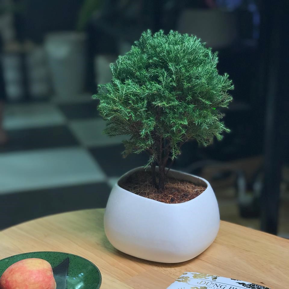 tung bong lai 2 18 loại cây cảnh mini để bàn dễ trồng, hợp phong thủy trong nhà, văn phòng