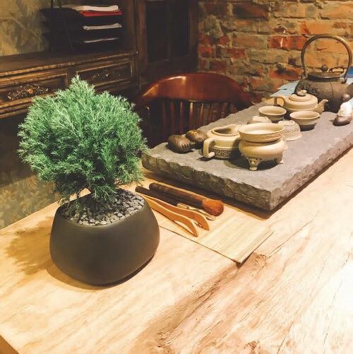 tung bong lai 3 18 loại cây cảnh mini để bàn dễ trồng, hợp phong thủy trong nhà, văn phòng
