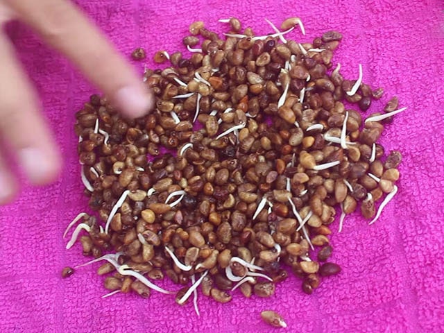 Ủ hạt đậu phộng