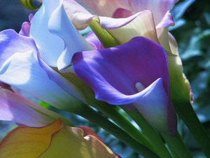 Mô tả đặc trưng của loài hoa calla