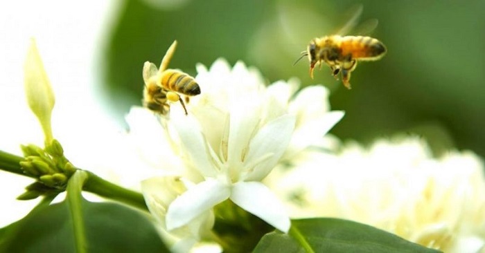 mật ong hoa cà phê vùng cao nguyên đất đỏ