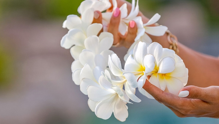 Ý nghĩa của loài hoa Chăm Pa quốc hoa của Lào