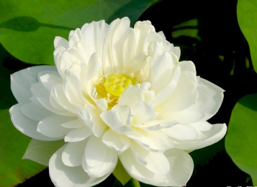 Hoa Sen trắng là đặc trưng của phái Mật tông và là đoá sen của các vị Phật