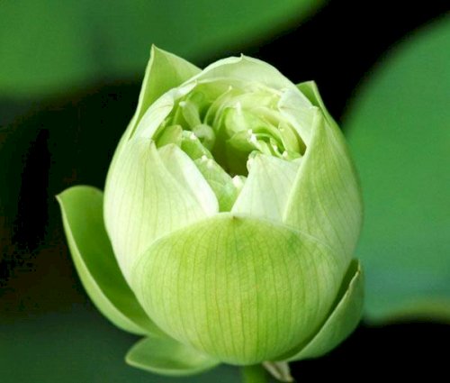 Hoa Sen xanh là loại sen của Văn Thù Sư Lợi, hiện thân của trí tuệ viên thành