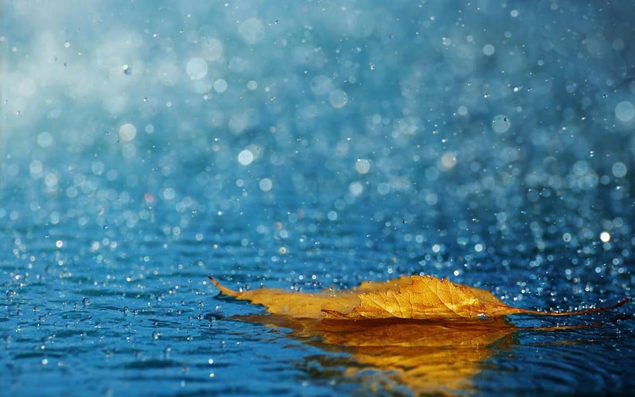 Cơn mưa và chiếc lá vàng
