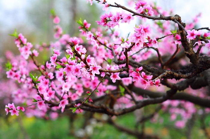 Những câu thơ, bài thơ ngắn về mùa xuân hay và ý nghĩa nhất